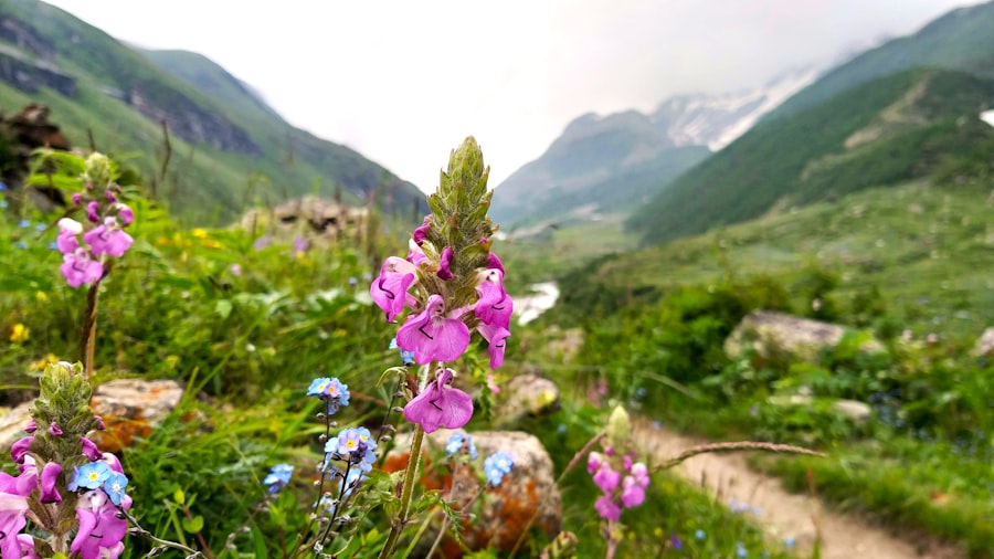 Himalayan plants