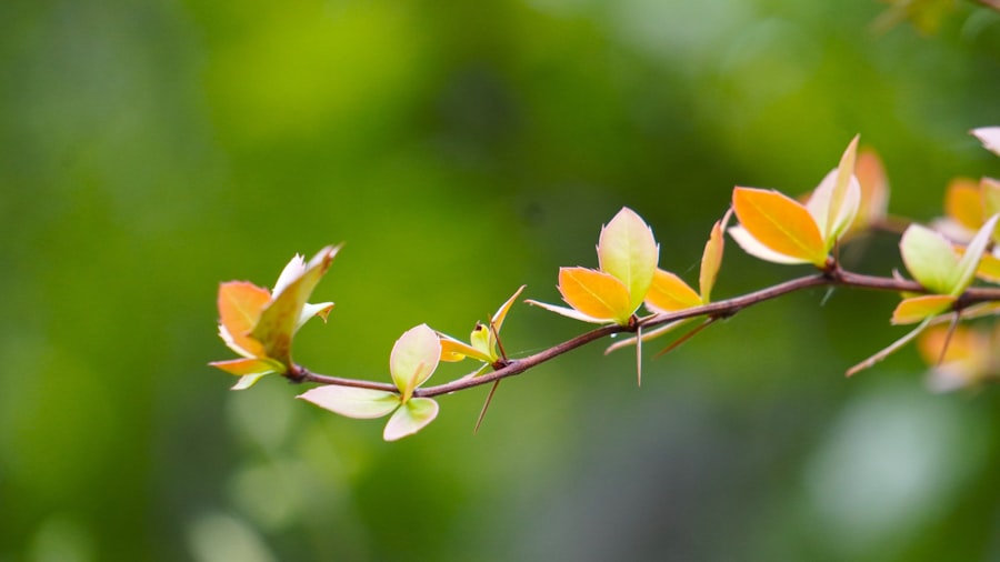 Photo Himalayan plants